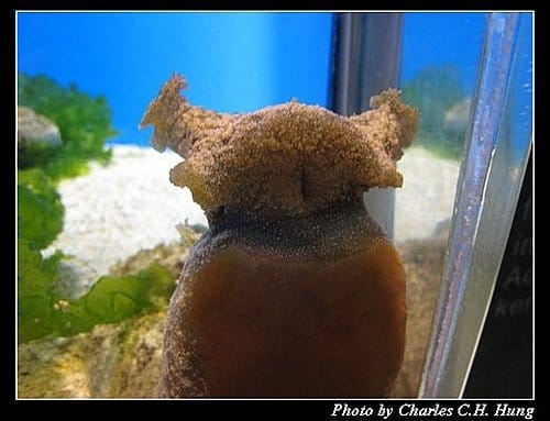 澎湖白沙–澎湖水族館 - 第18張圖 澎湖白沙–澎湖水族館