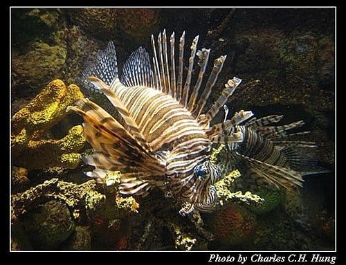 澎湖白沙–澎湖水族館 - 第31張圖 澎湖白沙–澎湖水族館