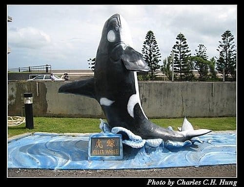 澎湖白沙–澎湖水族館 - 第57張圖 澎湖白沙–澎湖水族館