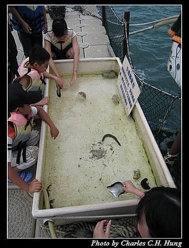 澎湖馬公–海洋牧場