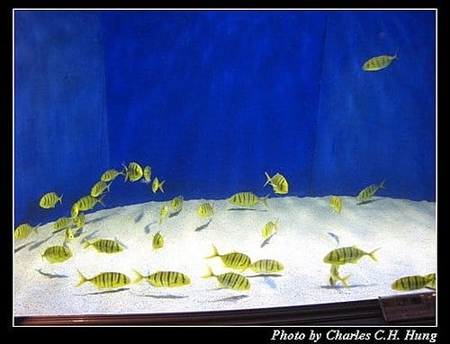 澎湖白沙–澎湖水族館 - 第36張圖 澎湖白沙–澎湖水族館