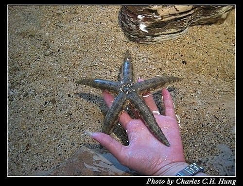 澎湖白沙–澎湖水族館 - 第42張圖 澎湖白沙–澎湖水族館