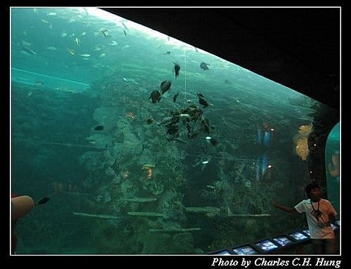 澎湖白沙–澎湖水族館 - 第21張圖 澎湖白沙–澎湖水族館