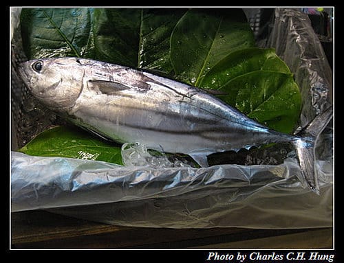花蓮新城–柴魚博物館打打喜稻燒鰹魚生魚片