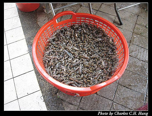 彰化鹿港–吳益興古早味口味蚵仔煎