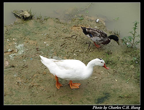 台北市–大湖公園