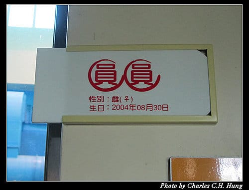 一個人的貓空纜車（同場加映無尾熊+大貓熊）