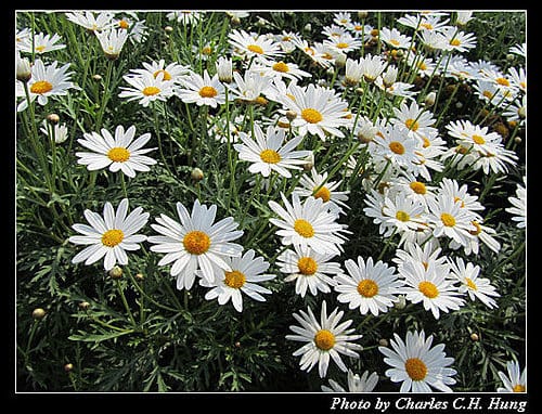 台北市–2010台北國際花卉博覽會–新生公園區