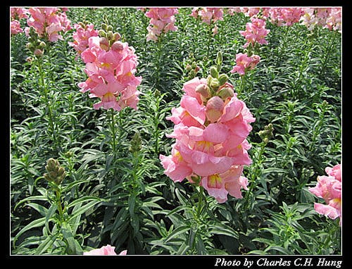 台北市–2010台北國際花卉博覽會–新生公園區