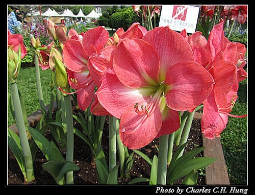 台北市–2010台北國際花卉博覽會–新生公園區