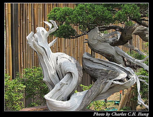 台北市–2010台北國際花卉博覽會–新生公園區：養生館