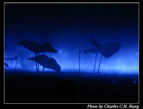 台北市–2010台北國際花卉博覽會–新生公園區：夢想館