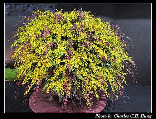 台北市–2010台北國際花卉博覽會–圓山公園區：爭豔館