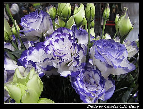 台北市–2010台北國際花卉博覽會–圓山公園區：爭豔館