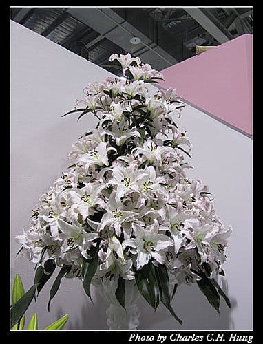 台北市–2010台北國際花卉博覽會–圓山公園區：爭豔館