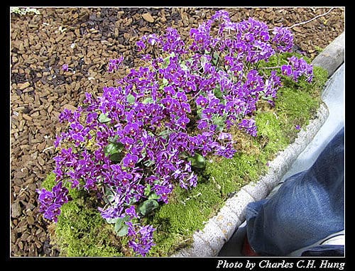 台北市–2010台北國際花卉博覽會–圓山公園區：爭豔館