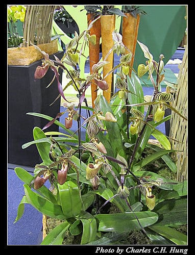 台北市–2010台北國際花卉博覽會–圓山公園區：爭豔館