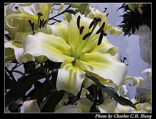台北市–2010台北國際花卉博覽會–圓山公園區：爭豔館