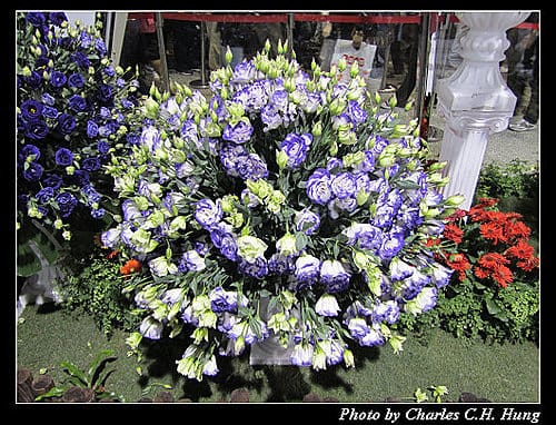 台北市–2010台北國際花卉博覽會–圓山公園區：爭豔館