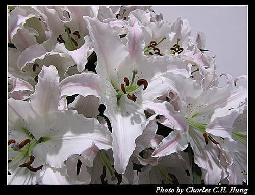 台北市–2010台北國際花卉博覽會–圓山公園區：爭豔館