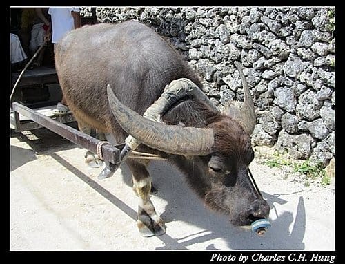 麗星寶瓶星–Day 2–竹富島竹富町