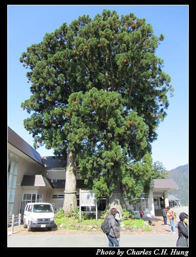 立山黑部–Day 3–美女平–＞室堂（高原巴士）