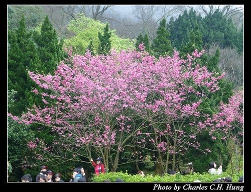 台北市–2013陽明山花季 - 第16張圖 台北市–2013陽明山花季