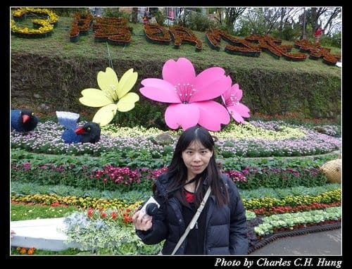 台北市–2013陽明山花季 - 第3張圖 台北市–2013陽明山花季