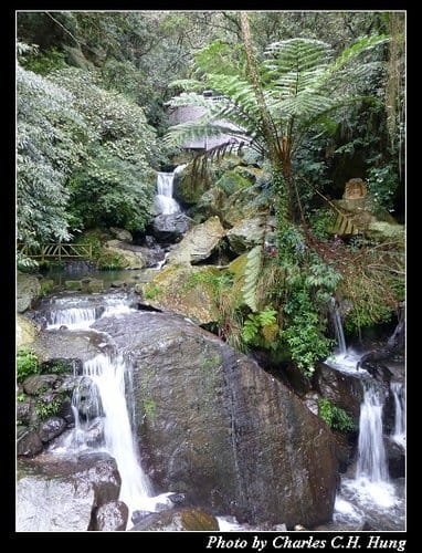 台北市–2013陽明山花季 - 第23張圖 台北市–2013陽明山花季