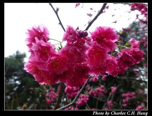 台北市–2013陽明山花季 - 第11張圖 台北市–2013陽明山花季