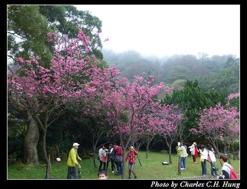 台北市–2013陽明山花季 - 第9張圖 台北市–2013陽明山花季