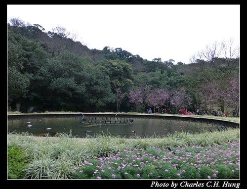 台北市–2013陽明山花季 - 第28張圖 台北市–2013陽明山花季