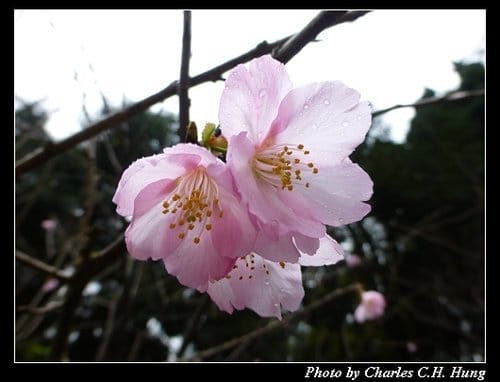 台北市–2013陽明山花季 - 第10張圖 台北市–2013陽明山花季