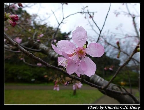 台北市–2013陽明山花季 - 第30張圖 台北市–2013陽明山花季