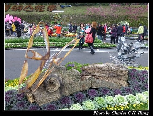 台北市–2013陽明山花季 - 第5張圖 台北市–2013陽明山花季