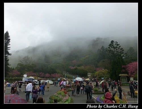 台北市–2013陽明山花季 - 第4張圖 台北市–2013陽明山花季