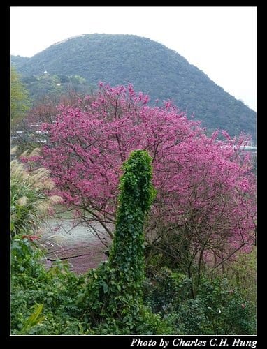 台北市–2013陽明山花季 - 第27張圖 台北市–2013陽明山花季