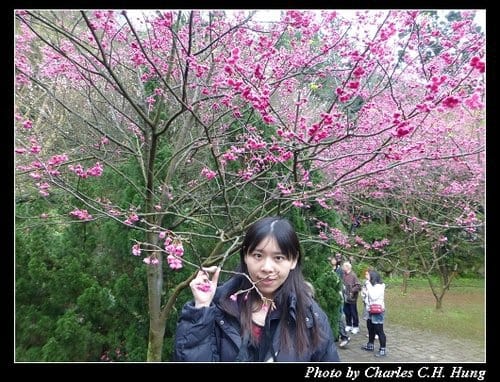 台北市–2013陽明山花季 - 第18張圖 台北市–2013陽明山花季
