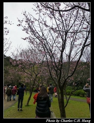 台北市–2013陽明山花季 - 第29張圖 台北市–2013陽明山花季