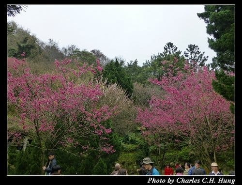 台北市–2013陽明山花季 - 第17張圖 台北市–2013陽明山花季