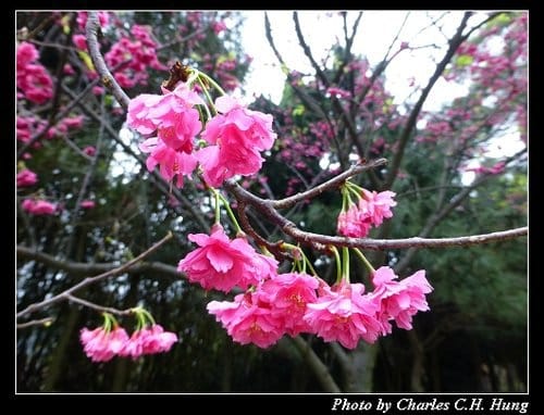 台北市–2013陽明山花季 - 第12張圖 台北市–2013陽明山花季