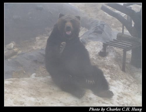 晚冬北海道–Day 3–のぼりべつクマ牧場