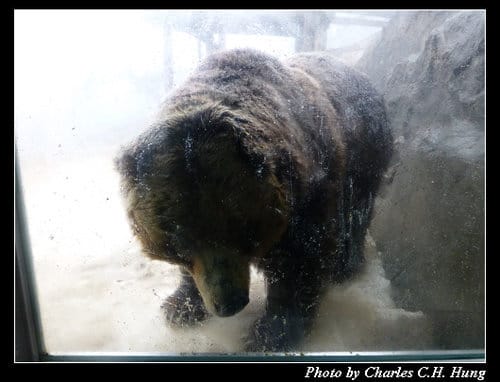 晚冬北海道–Day 3–のぼりべつクマ牧場
