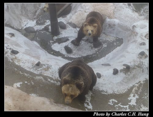 晚冬北海道–Day 3–のぼりべつクマ牧場