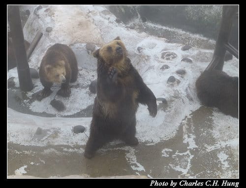 晚冬北海道–Day 3–のぼりべつクマ牧場