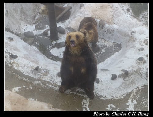 晚冬北海道–Day 3–のぼりべつクマ牧場