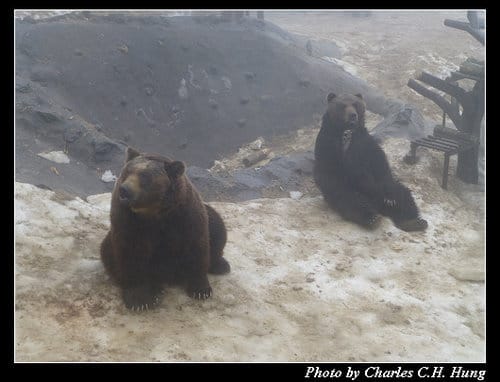 晚冬北海道–Day 3–のぼりべつクマ牧場