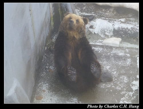 晚冬北海道–Day 3–のぼりべつクマ牧場