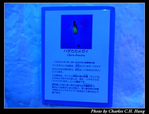 晚冬北海道–Day 4–尼克斯海洋公園（登別マリンパークニクス）