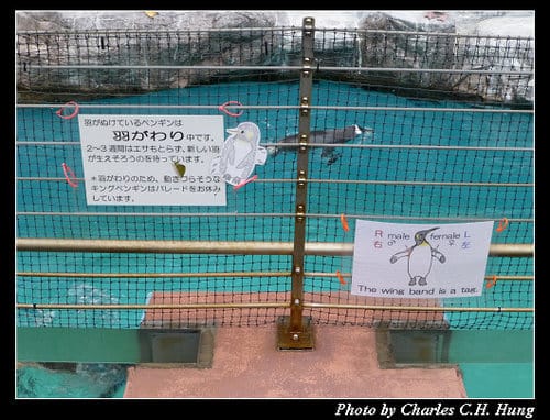 晚冬北海道–Day 4–尼克斯海洋公園（登別マリンパークニクス）